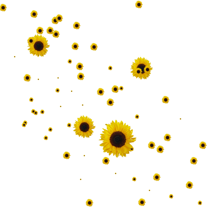 Sunflower Flower Free Png Transparent Images Free Download - Sunflowers Png (894x894)