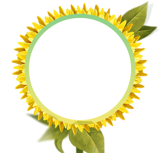 Common Sunflower Picture Frame High-definition Television - Common Sunflower Picture Frame High-definition Television (650x514)