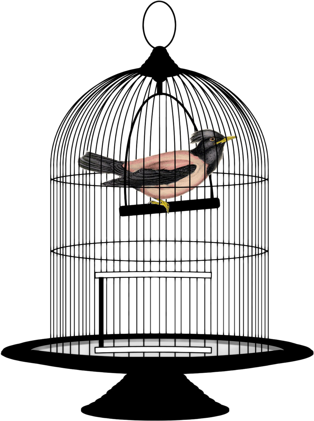 Bird Cage - Bird In Cage Png (1537x1662)