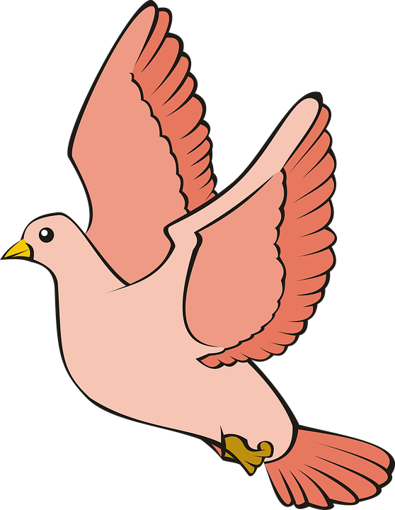 Bird, Pigeon, Flight, Sky, Red, Adobe, Adobe Photoshop - Bird (558x720)