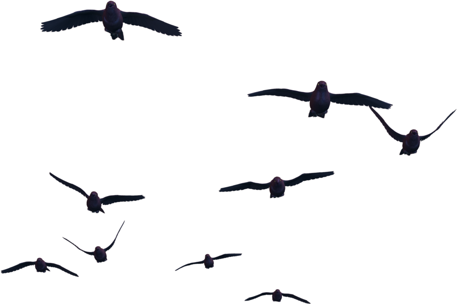 Crow Free Png Transparent Background Images Free Download - Birds Png (1024x768)