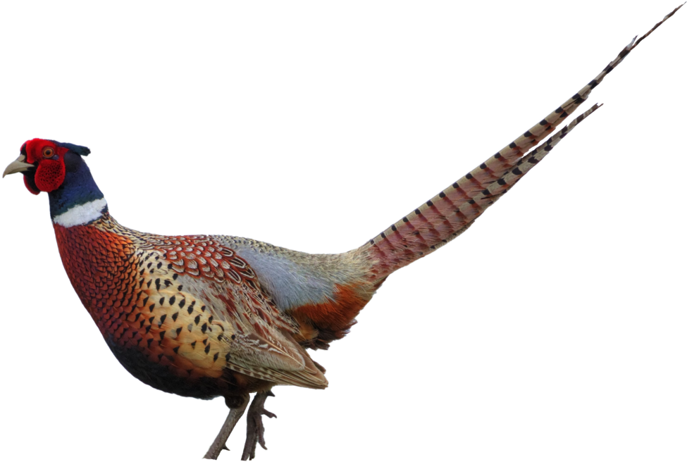 Pheasant Clip Art - Pheasant Clipart Png (1024x705)
