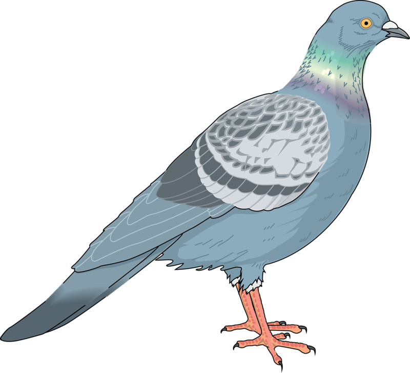 Homing Pigeon Columbidae Bird Clip Art - Homing Pigeon Columbidae Bird Clip Art (800x727)