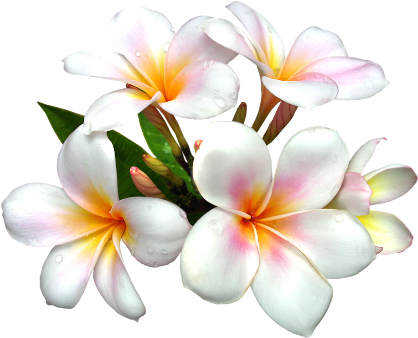 Flower Clipart Png (854x696)