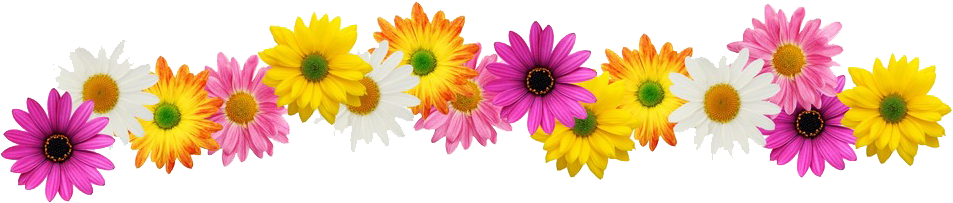 Modafinil Out 74 234924399 Flower - Free Flower Border Clipart (1000x249)