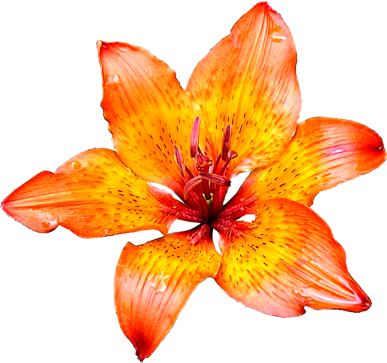 Lily Flowers Png Images Pics Free Download - Orange Color Shades Wildflowers Approximate 100 Seedseasy (1600x1600)
