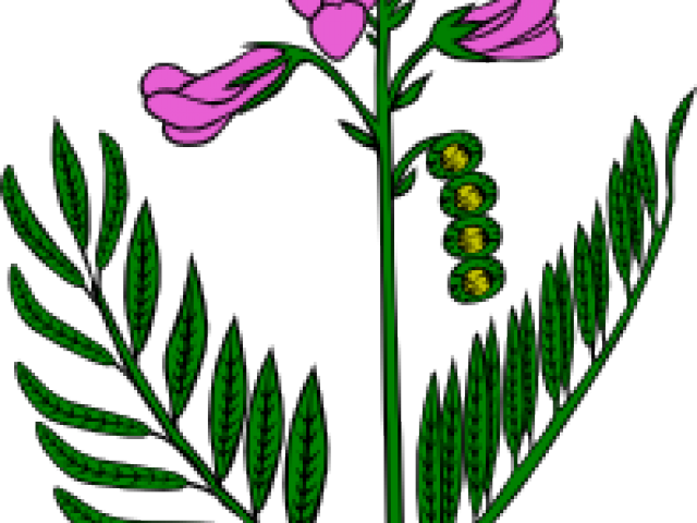 Snapdragon Cliparts - Mewarnai Bunga Sedap Malam (640x480)