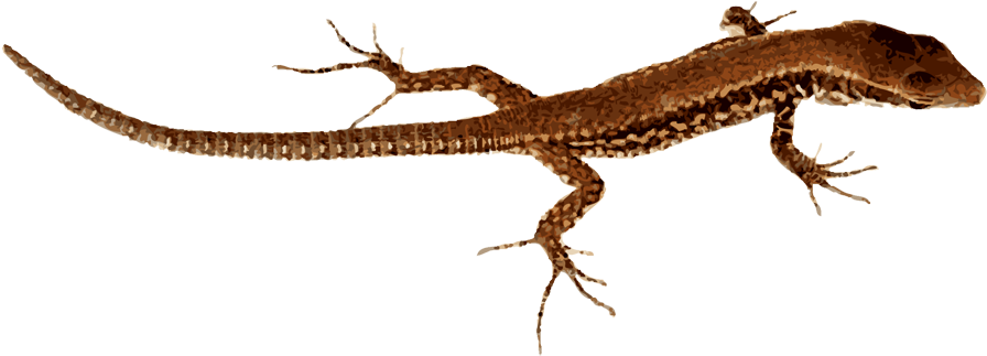 Komodo Dragon Clipart - Lizard Clip Art Png (900x408)