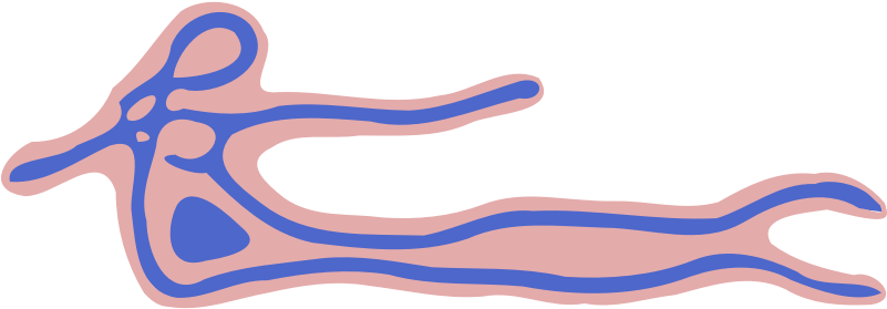 Clipart - Ebola Virus - Clip Art (800x800)