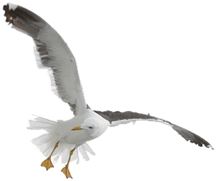 Seagull Graphics 7, Buy Clip Art - Female And Male White Seagulls (493x720)