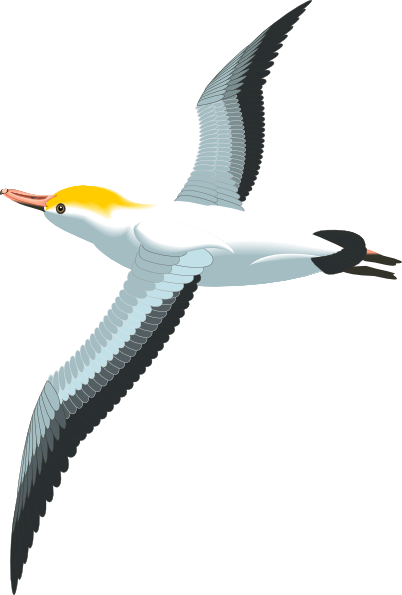 Seagull Clipart Free Clipartfest - Seagull Clipart Png (402x595)