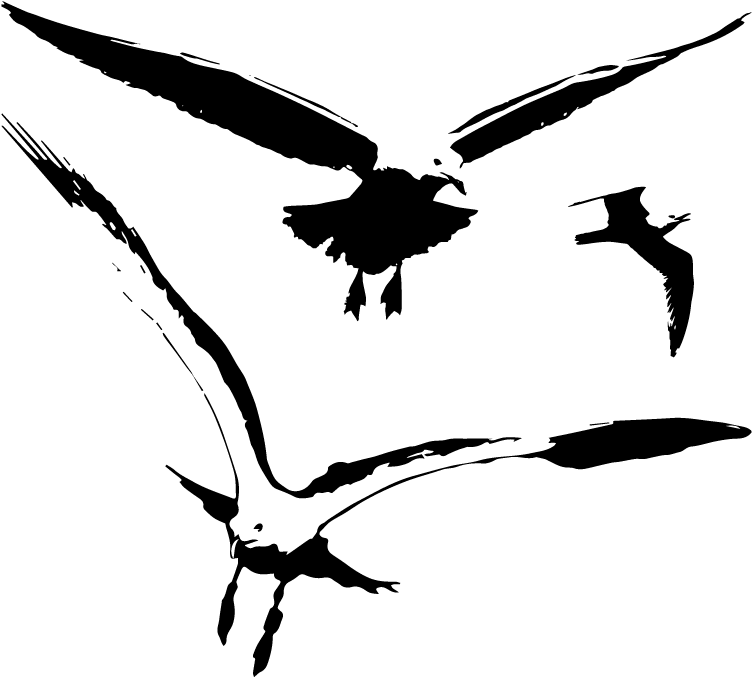 Flying Seagulls Isolated On White Picture - Bird Vector Png (800x800)