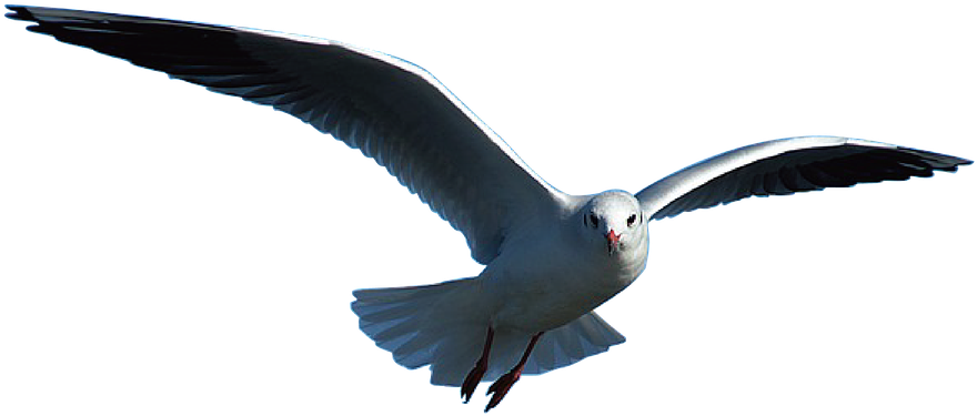 Seagull Graphics 20, Buy Clip Art - Seagull Png (960x623)