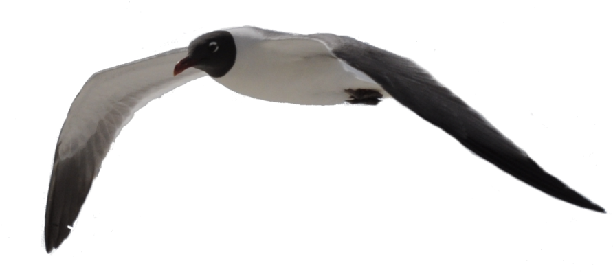Image Gallery Seagull Transparent - Flying Seagull No Background (900x416)