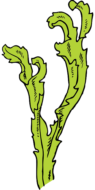 White Water, Black, Green, Outline, Drawing, Plants, - Seaweed Clip Art (320x640)