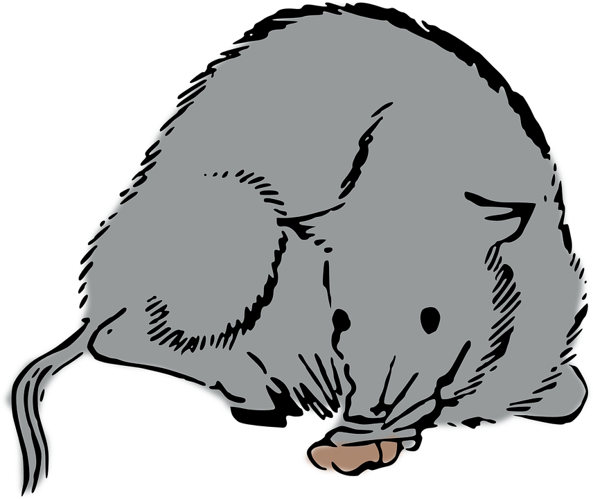 Woodcut Rat, Mouse, Woodcut - Rat (856x720)