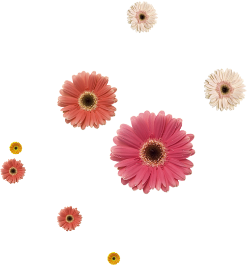 Pink Common Sunflower - Pink Common Sunflower (567x567)