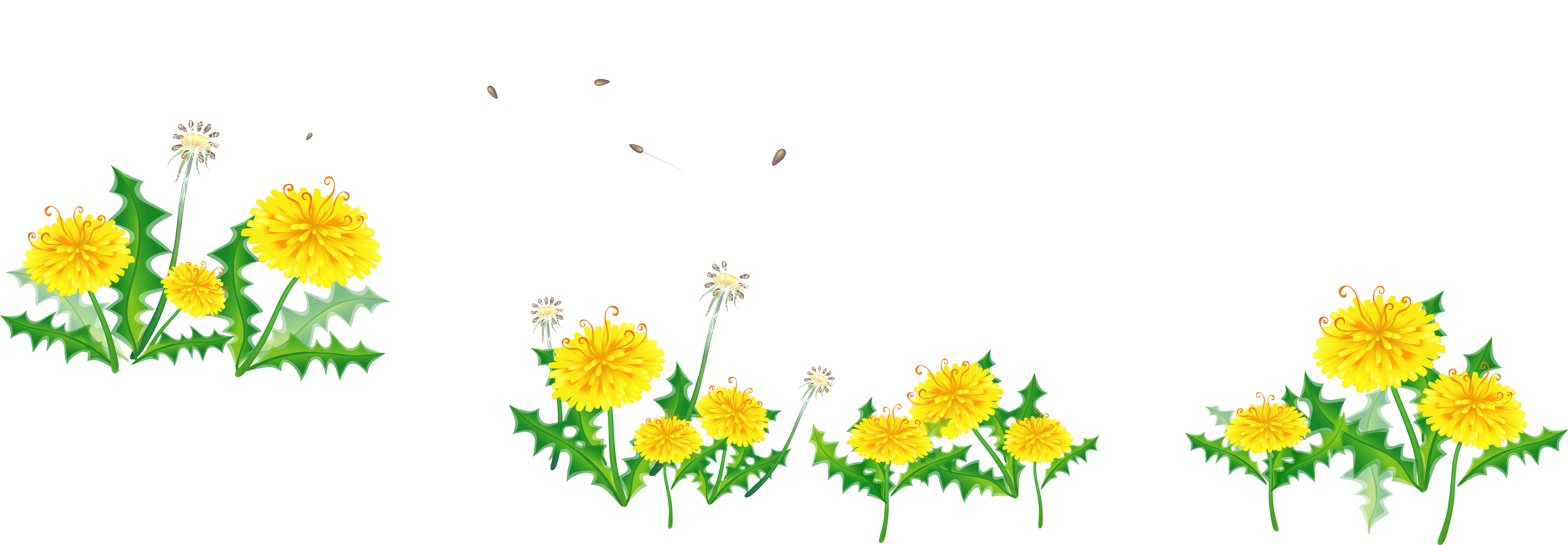 Common Dandelion Flower Pissenlit Floral Design - Common Dandelion Flower Pissenlit Floral Design (7483x2700)