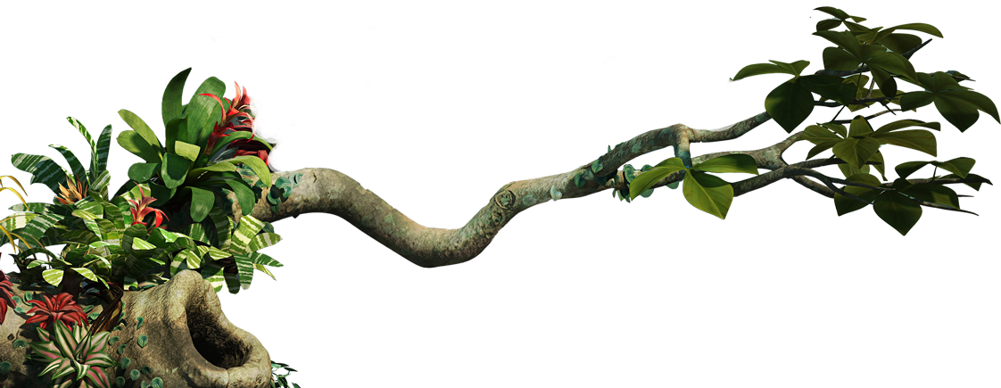 Jungle Fruit Clip Art - Jungle Fruit Clip Art (1122x435)