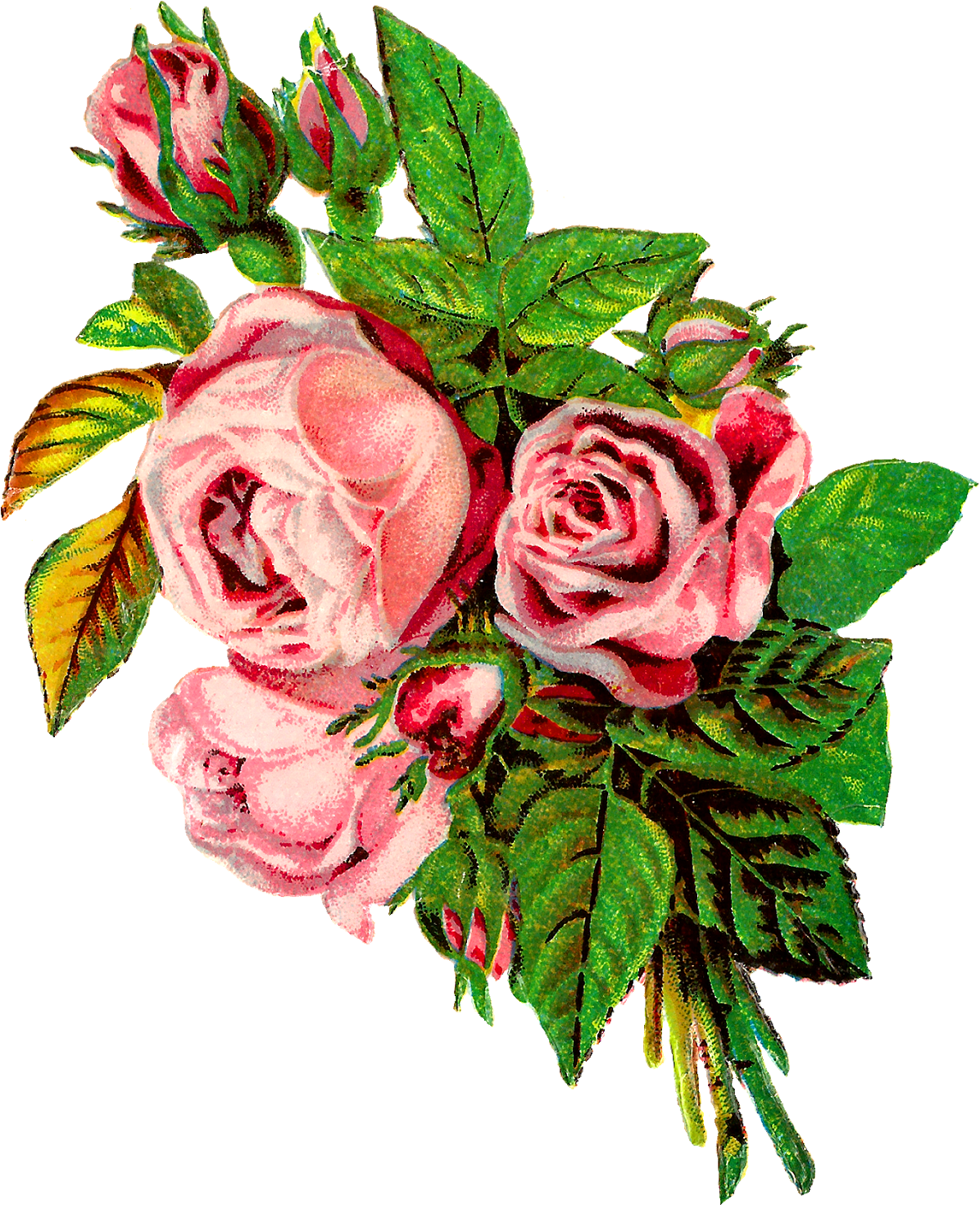 Rose Flower Botanical Artwork Image Transfer Clipart - Clip Art (1317x1600)