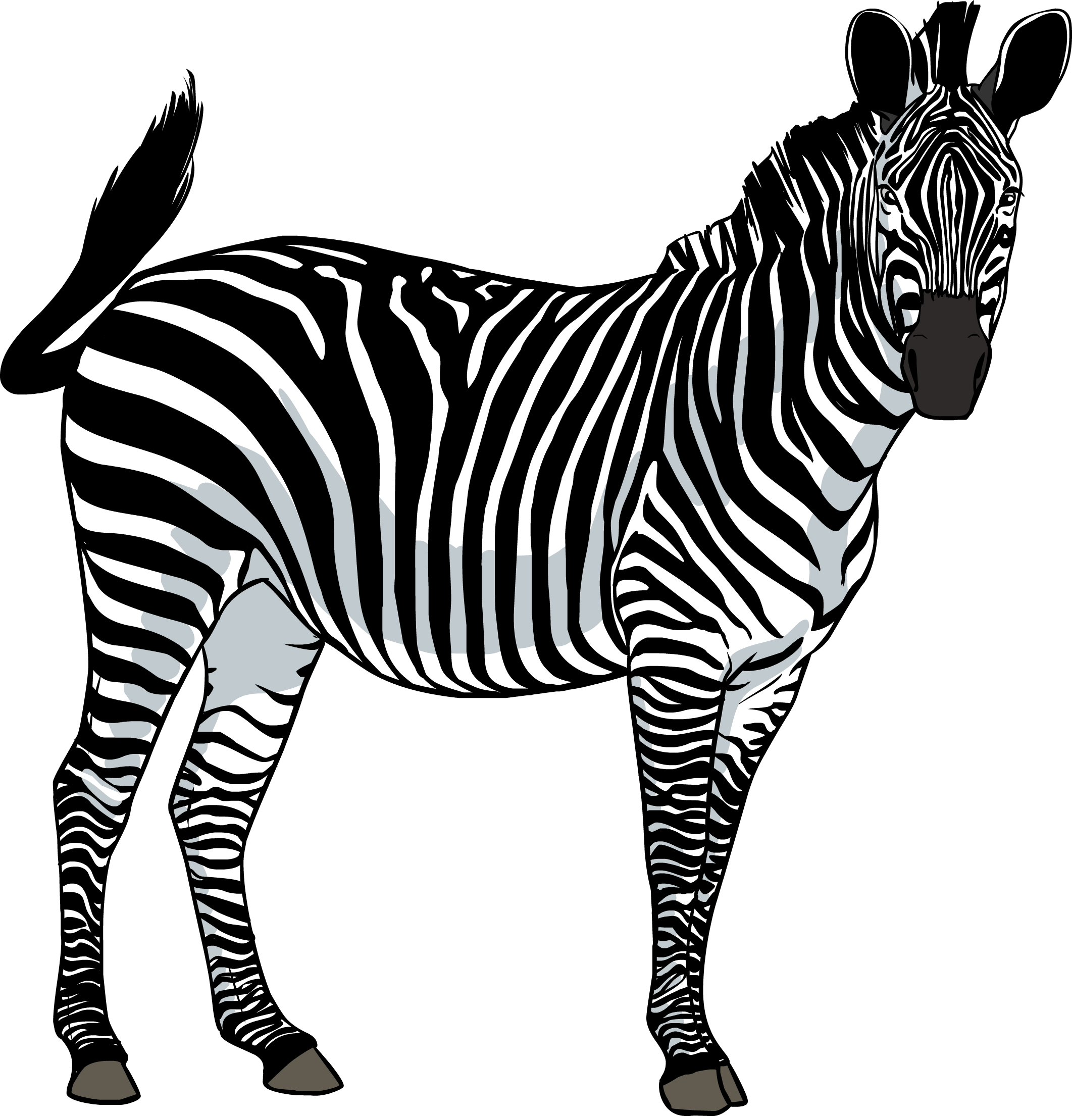 Zebra Clipart Png - Зебра Пнг (2123x2210)