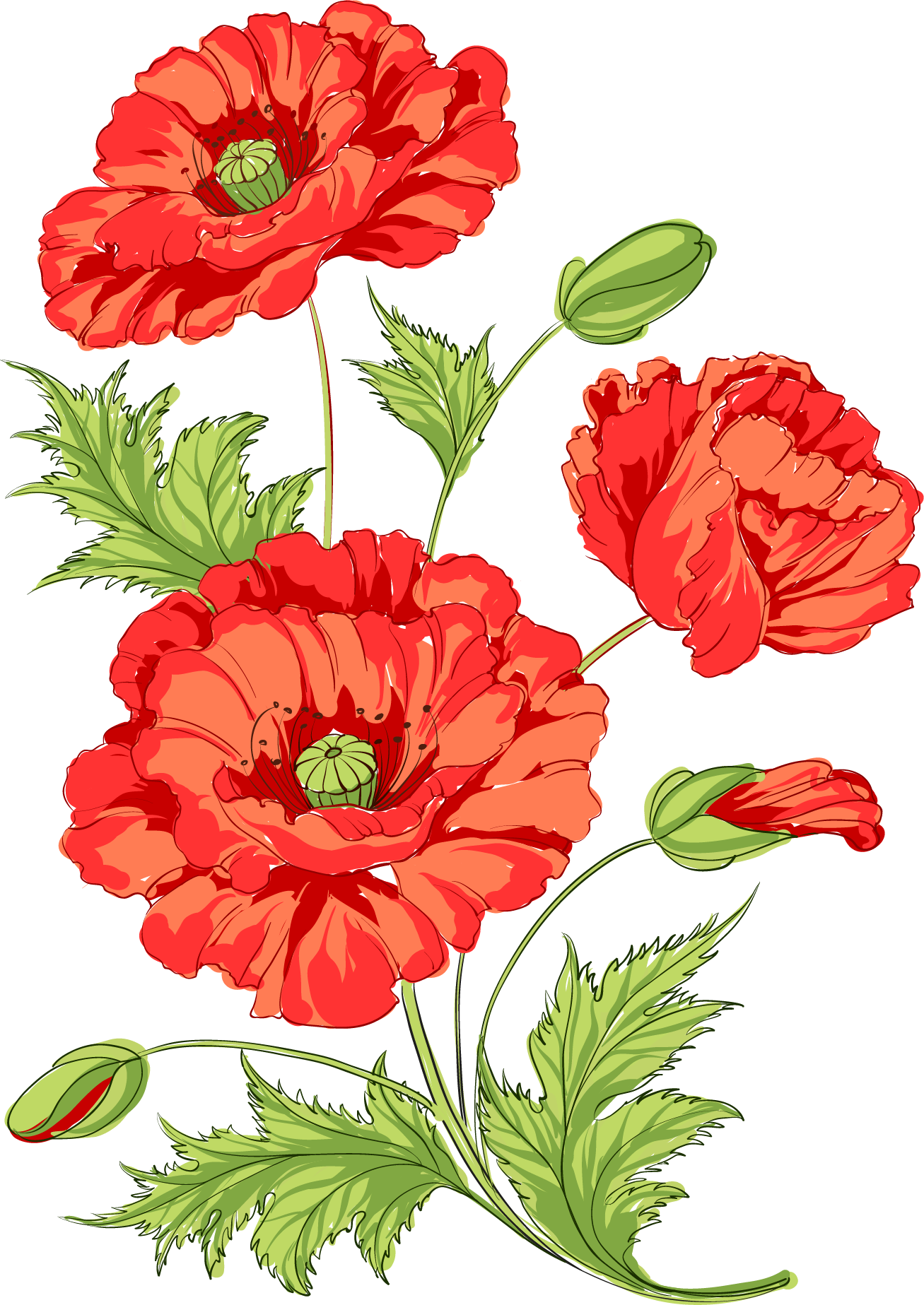 Poppy Flowers Common Poppy Opium Poppy - Orange Venue Pembe Kırmızı Çiçekler Desenli 3d Baskılı (1307x1847)