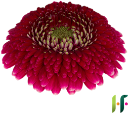 Casino - Gerbera Pomponi Black Pearl (400x400)