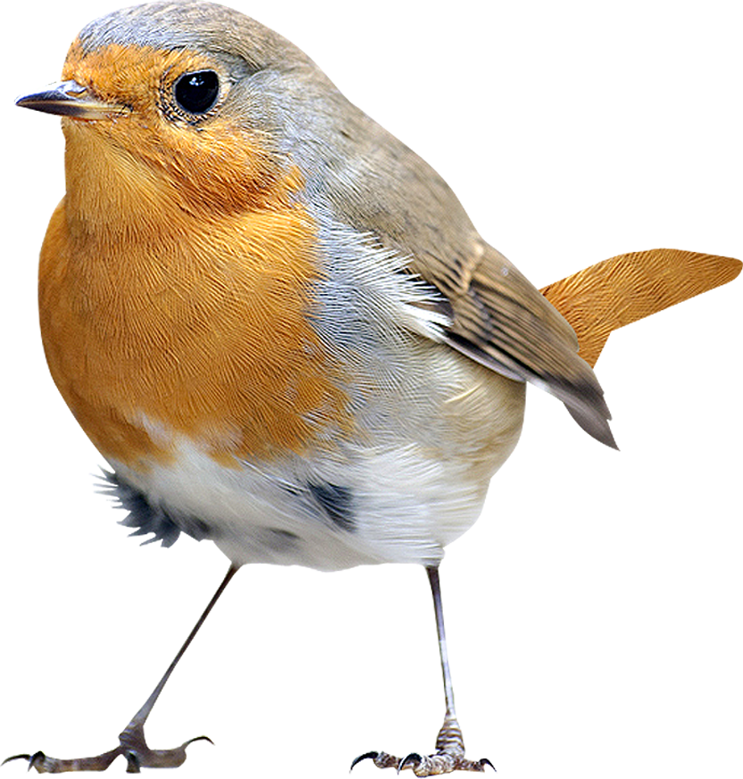 Bird png. Птица на белом фоне. Птицы на прозрачном фоне. Птичкина прозрачном фоен. Атичи на прозрачном фоне.