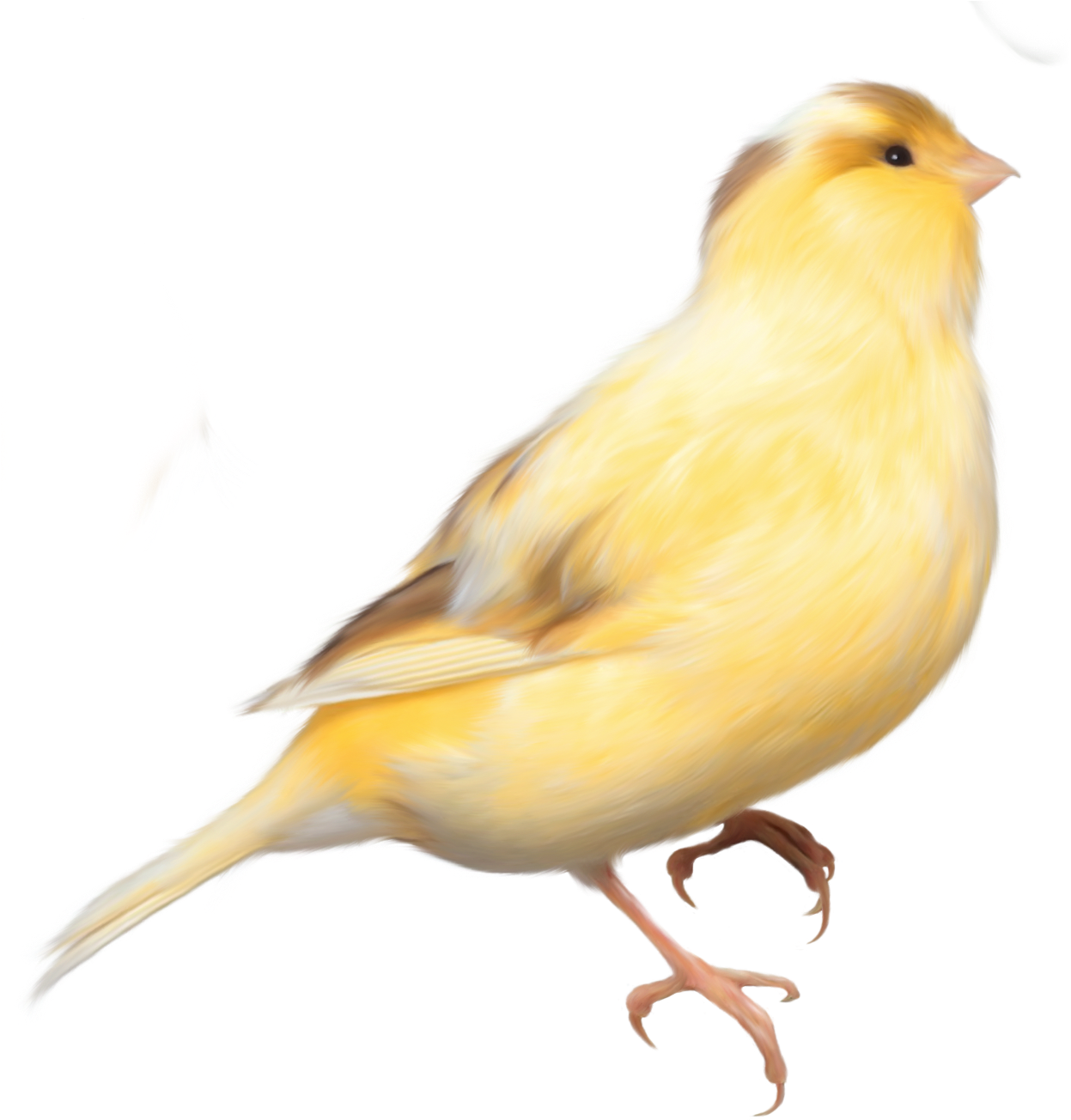 Songbird Clipart Transparent - Birds Png (1275x1348)