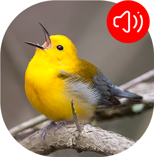 Warbler Bird Sounds - Burung Burung Pun Bernyanyi (512x512)