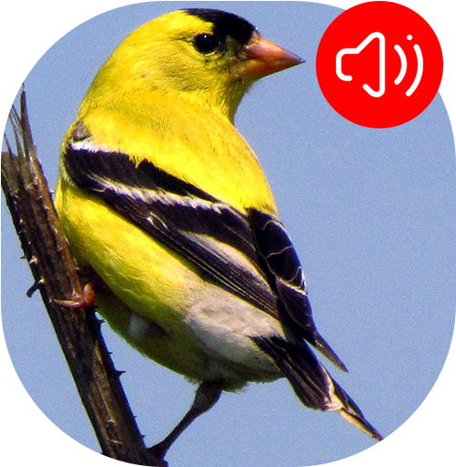 American Goldfinch Bird Sounds - American Goldfinch (512x512)