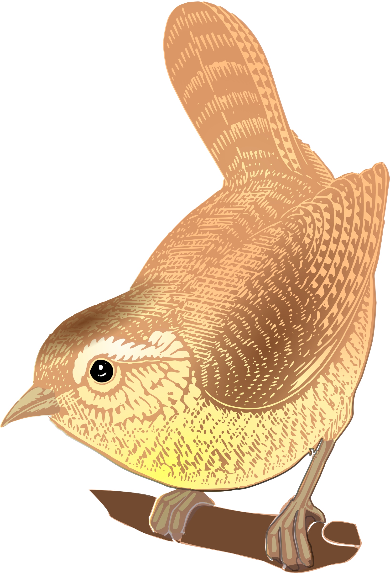 This Free Icons Png Design Of Eurasian Wren - Wren Clipart (1635x2400)