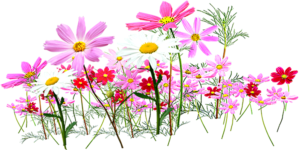 Flower Garden Cut Flowers Clip Art - Png Cosmos Flower (1000x504)