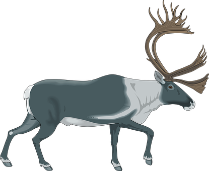Reindeer Gray White Color Walking Moose An - Caribou Clipart (415x340)