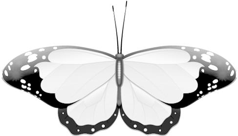 Black & White Butterfly Clip Art - Black And White Photos Of Butterfly (500x294)