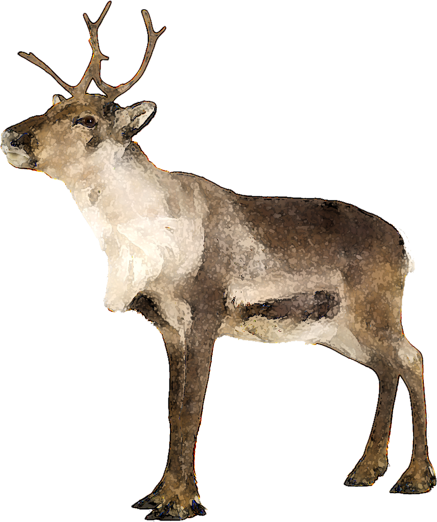 Clipart Info - Caribou Transparent Png (959x1050)