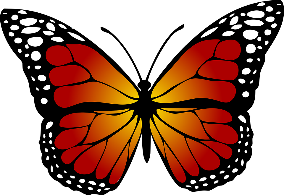 Butterfly, Monarch, Abstract, Artistic - Kupu Kupu Hitam Putih (960x660)