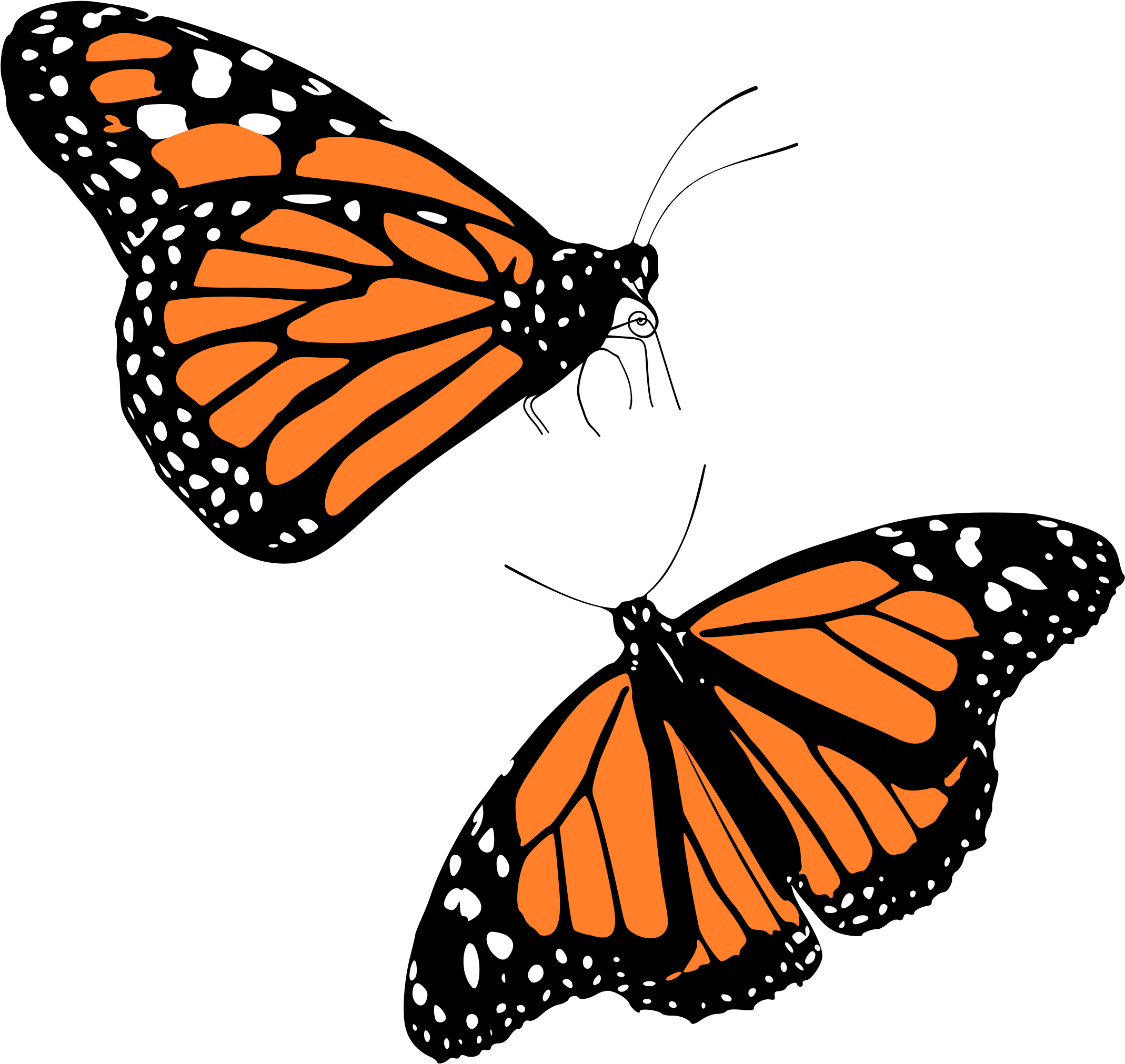 Clip Art Details - Monarch Clipart (2400x2400)