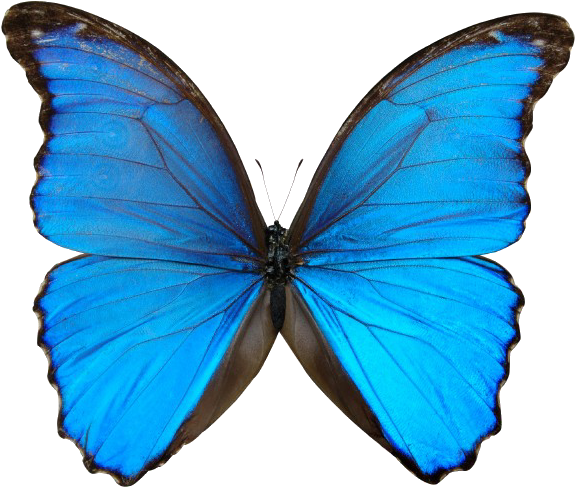 Blue Butterfly Pictures - Pre Order On Itunes (850x565)