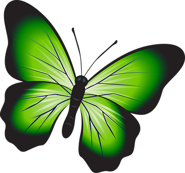 Butterfly, Colorful, Green, Insect - Gambar Kupu Kupu Warna Hijau (365x340)