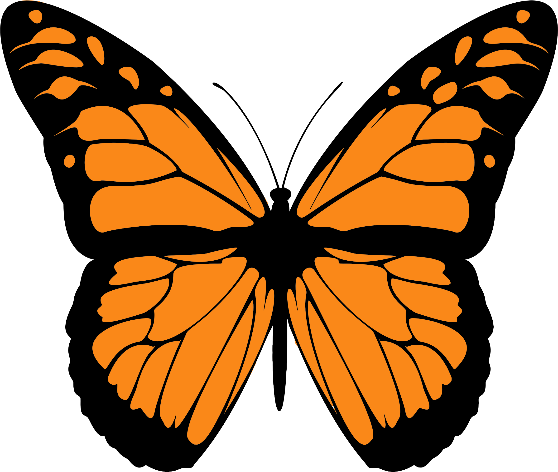 Butterfly de. Бабочка Монарх вектор. Монарх бабочка симметрия. Бабочка рисунок. Бабочки картинки.