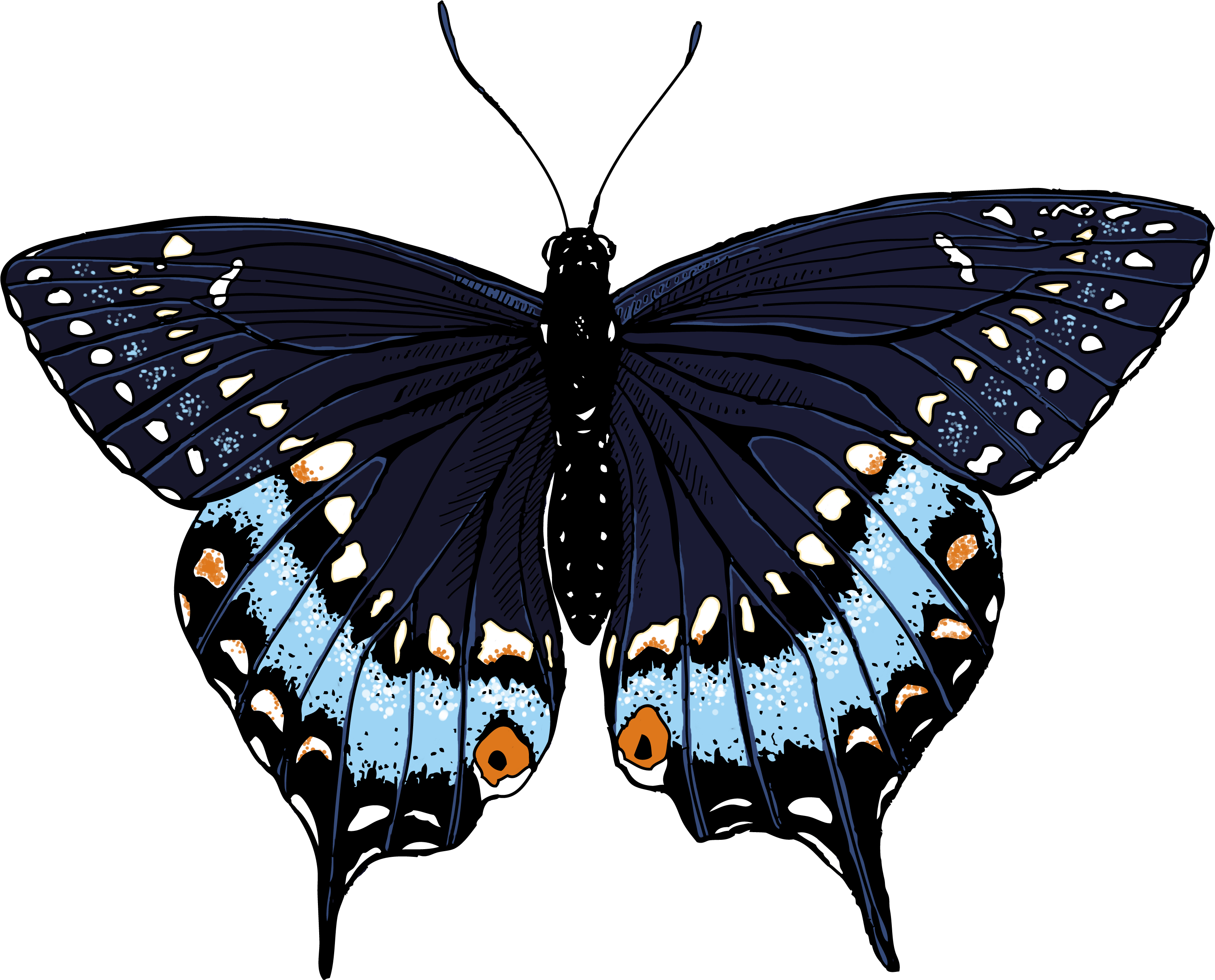 Black Swallowtail Butterfly Clipart - Butterflies Illustrations (3060x2700)