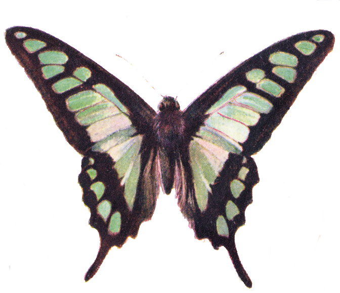 Free Clip Art Butterfly - Butterfly Clip Art Vintage (672x580)