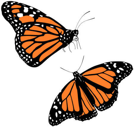 Free Clip Art - Monarch Butterfly Monarch Clipart (500x500)