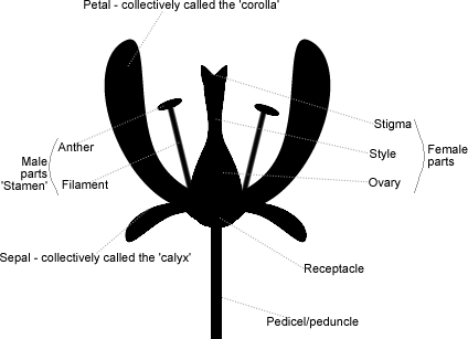 Parts Of A Flower - Dragonflies And Damseflies (424x307)