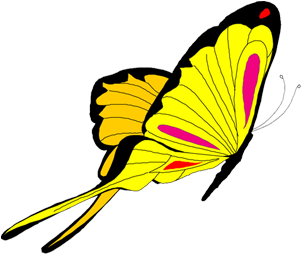Butterfly Animation Clip Art - Add Butterfly Throw Blanket (500x500)