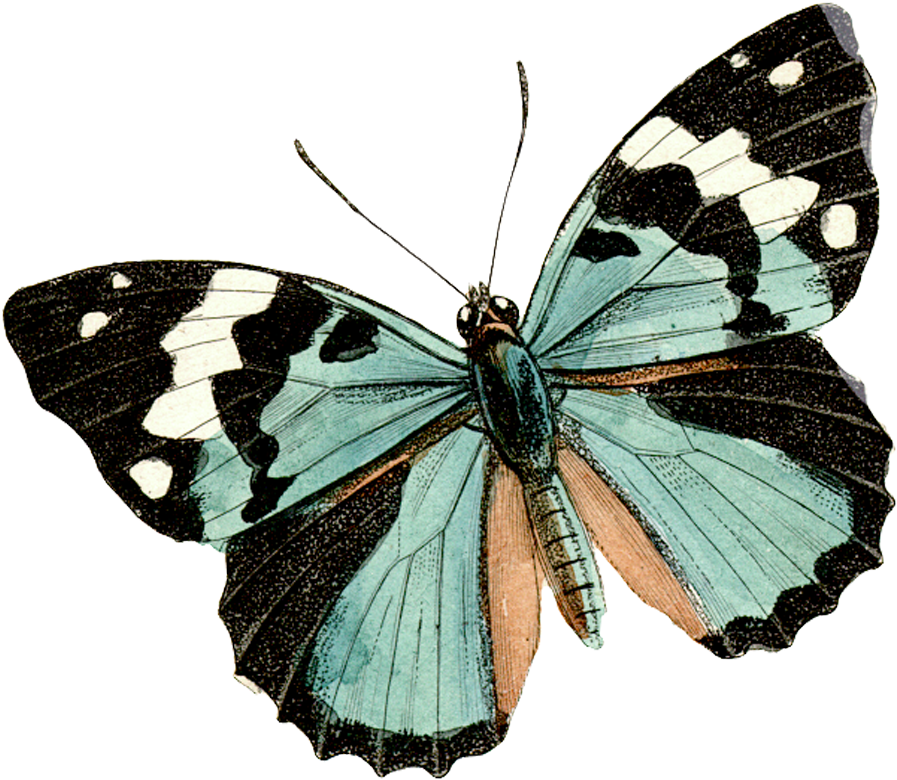 Vintage Images Of Butterflies - Butterfly Faith (1000x1000)