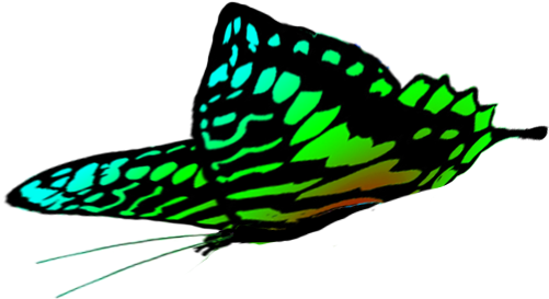 Free Butterflies Drawings, Green Butterfly Wings - Brush-footed Butterfly (521x375)