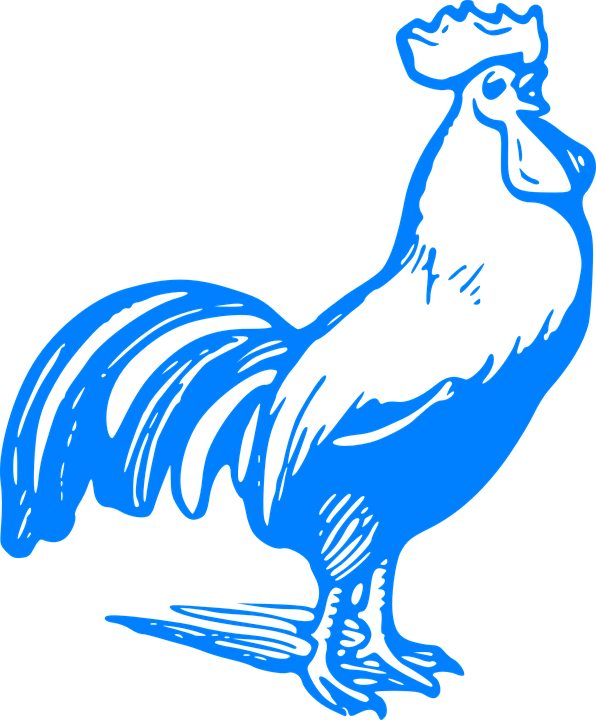 Crow Clipart Chicken - Rooster Crowing Clipart (596x720)