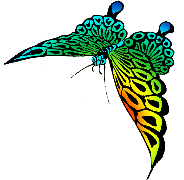 Colorful Beautiful Butterfly Images - Colorful Beautiful Butterfly Images (645x650)